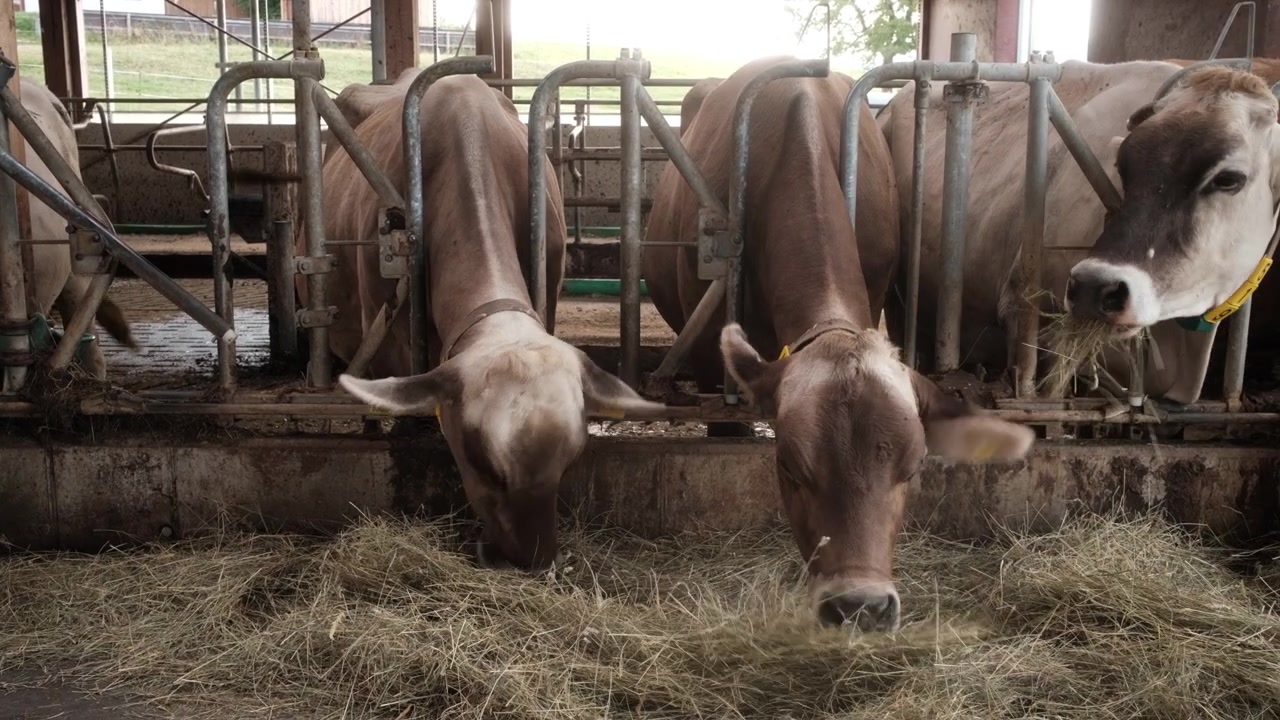 All'interno di una stalla con tre mucche marroni al centro dell'inquadratura, che si nutrono di fieno alla barriera. Uno sguardo diretto e immersivo all'alimentazione quotidiana e all'allevamento di animali in una fattoria lattiero-casearia, Germania
