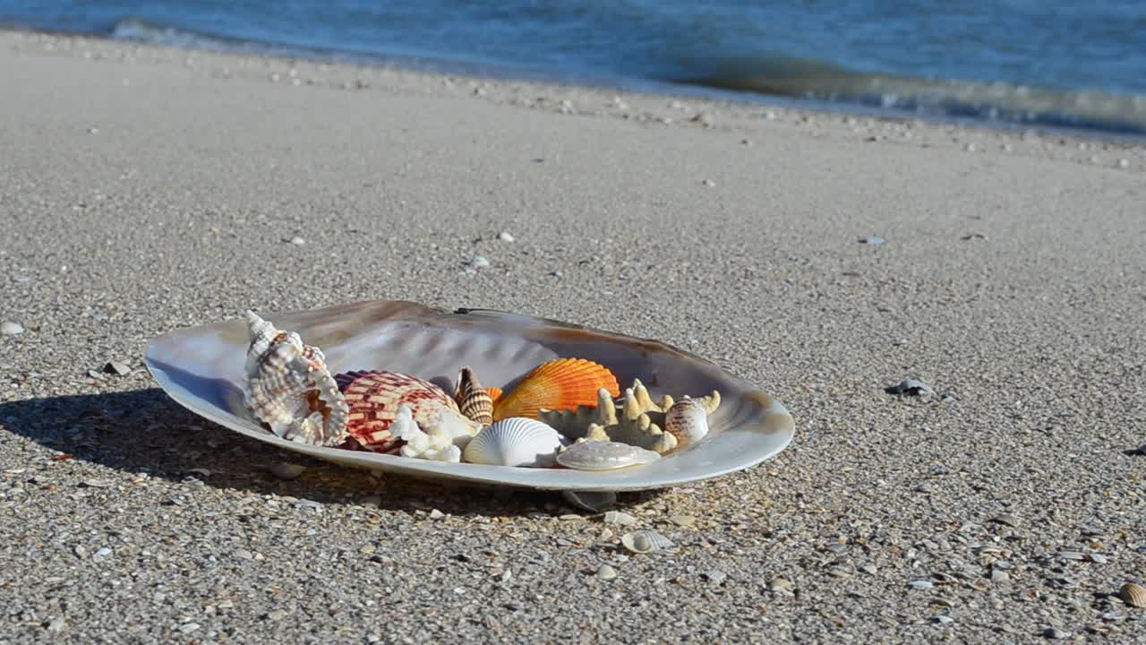 Cockleshells on sand against the background of waves. Shooting on the beach