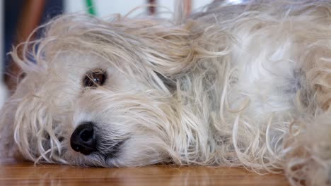 shaggy dog resting on the floor giving a look as if to say "go away