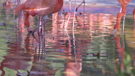 flamencos rosados de cerca