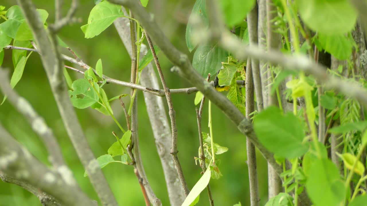작은 오렌지색 새가 나가지에 앉아서 주위를 둘러보고 캐나다의 은 날 잎 뒤에 뛰어들었다.