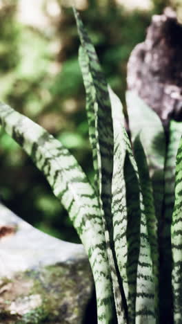 close-up of a snake plant (sansevieria)