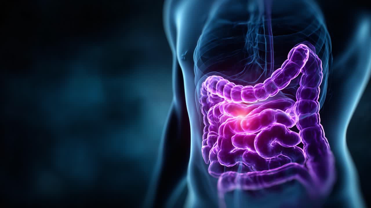 A Detailed Visualization of the Human Digestive System Highlighting the Intestinal Tract and Its Functionality in the Human Body's Anatomy