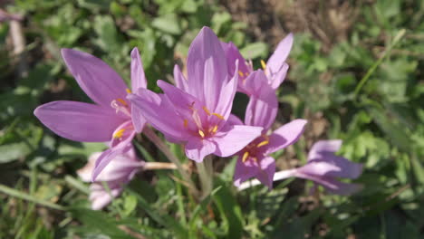 saffron flower spice blooming plant