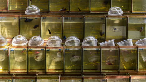 exotic siamese fighting fish for sale at chatuchak’s fish market, bangkok, thailand