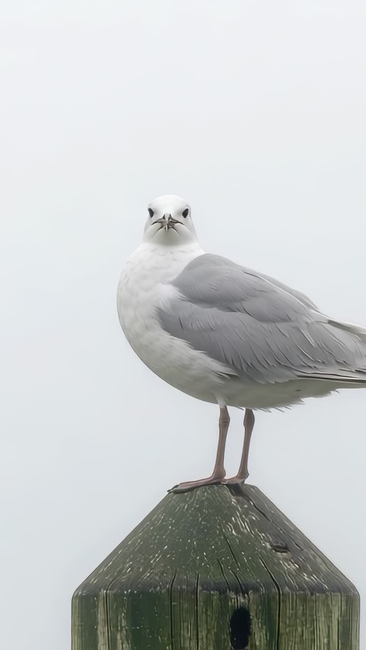 Vidéo verticale : Mouette solitaire réagissant à la caméra qui s'approche, tournant la tête tout en étant perchée sur un pilotis