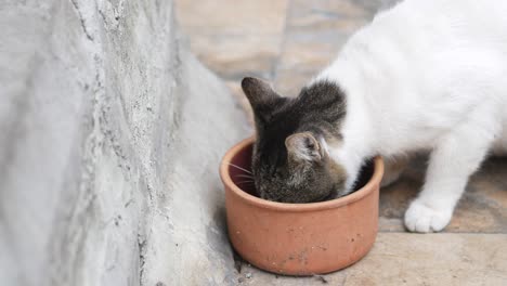 cat drinking water