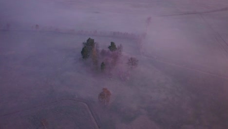 aerial footage of a group of trees in a landscape park in lower silesia, poland