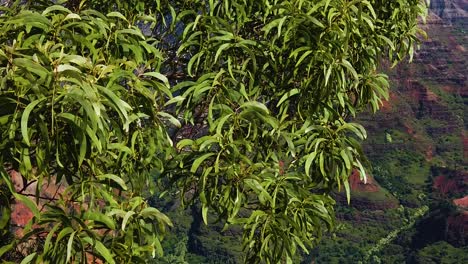 hd夏威夷卡瓦伊 (hawaii kauai) 缓慢拍摄,从密集的薄叶树上下降,以揭示背景中的瓦米亚峡谷,前景是草地边缘