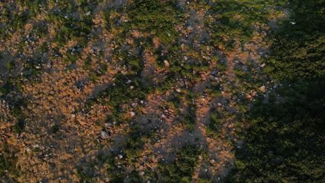 Seabirds-Nesting-At-Cook-Island---Nature-Reserve-And-Marine-Protected-Area-Island-In-Fingal-Head,-NSW,-Australia