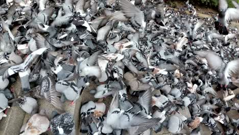 vista superior de una enorme bandada de palomas comiendo pan al aire libre en la calle de la ciudad
