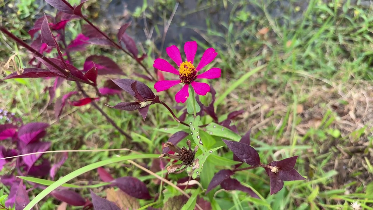 Fiore di zinnia rosa vivace che ondeggia dolcemente in un giardino