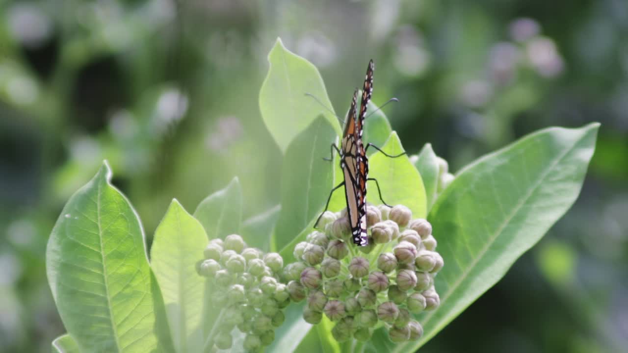 따뜻한 여름날 에 날개 를 펴고 있는 군주 나비 의 근접 촬영