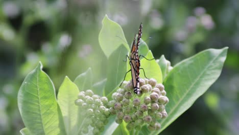 fotografía de cerca de una mariposa monarca extendiendo sus alas en un cálido día de verano
