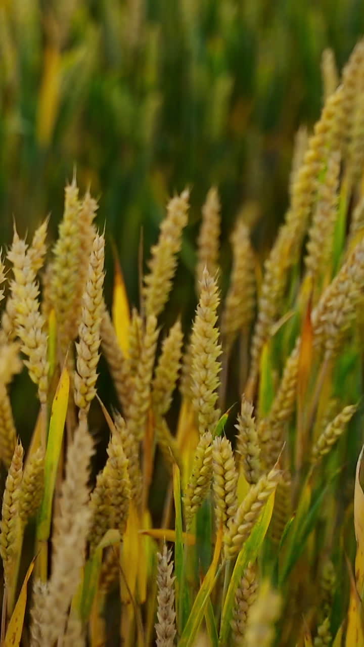 Child in yellow t-shirt on wheat field. Boy walking on wheat field and touching the ears. Young agronomist stroking ripe spikelets. Agriculture concept. Close-up. Vertical video