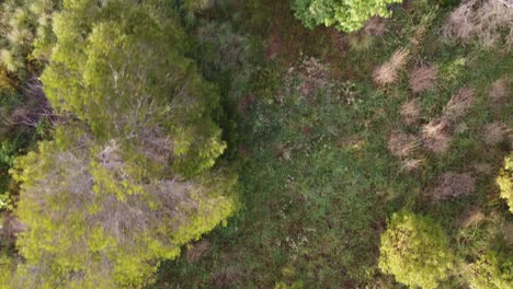 Drone-flying-over-power-lines-then-over-green-trees