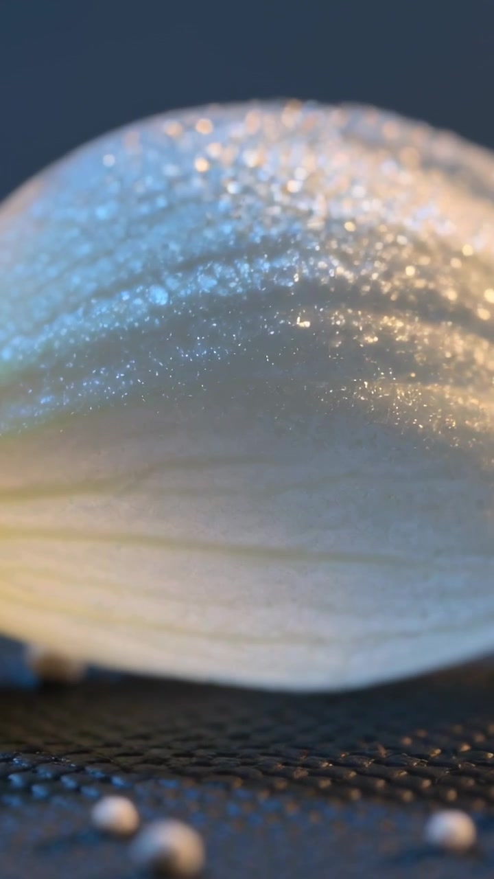Video verticale: Illuminazione e messa a fuoco dinamiche che rivelano un petalo pallido su un tappeto scuro, con perle e rugiada scintillanti.