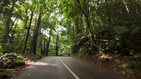 conduciendo a través de la carretera del parque nacional, denso bosque, vegetación exuberante en la isla de mahe, seychelles 60 fps 1