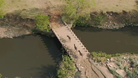 Antena-Drone-De-Una-Pequeña-Manada-De-Cebras-Cruzando-Un-Puente-Sobre-El-Río-En-La-Naturaleza