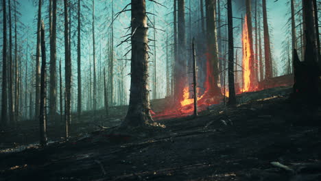 Rain-forest-fire-disaster-is-burning-caused-by-humans