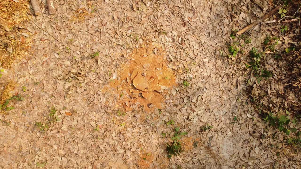 Cutting trees in the jungle caused the place to create empty