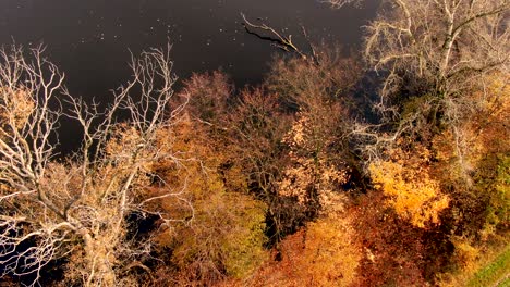 Aerial-top-down-view-of-autumn-forest-with-green-and-yellow-trees