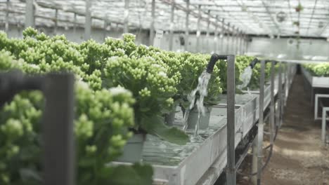 flowers getting water in a big greenhouse