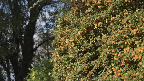 bayas de naranja silvestre durante la temporada de otoño en un día soleado