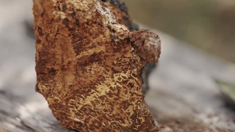 Expensive-fresh-raw-chaga-mushroom,-close-up-view