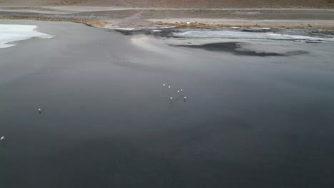 Flamencos-Volando-Sobre-El-Lago-En-Los-Andes,-Bolivia