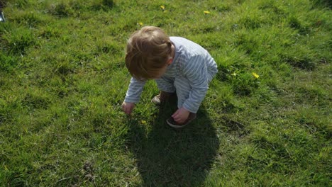 niño pequeño camina en el campo recoge flores amarillas en un día soleado