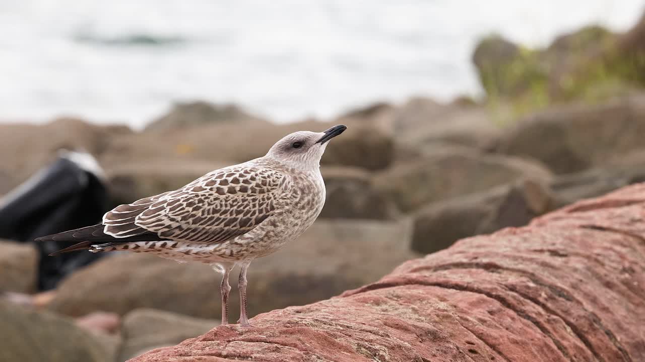 una gaviota de pie en una pared junto al mar