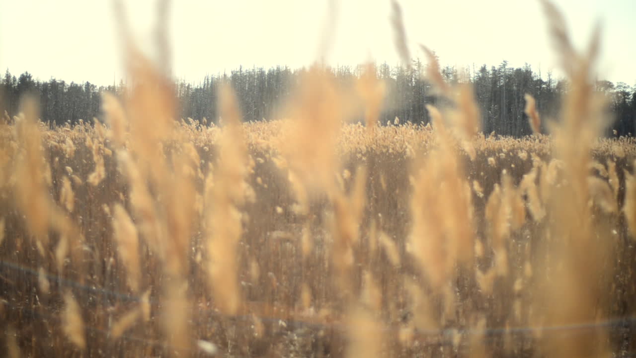 Dead trees and tall grass cat tails sway in the gentle breeze in the wetlands marsh