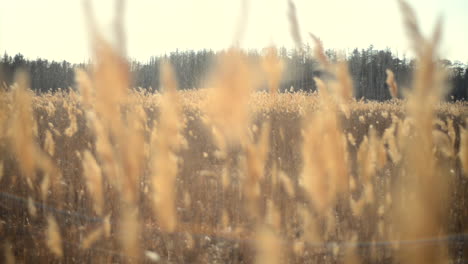 Dead-trees-and-tall-grass-cat-tails-sway-in-the-gentle-breeze-in-the-wetlands-marsh