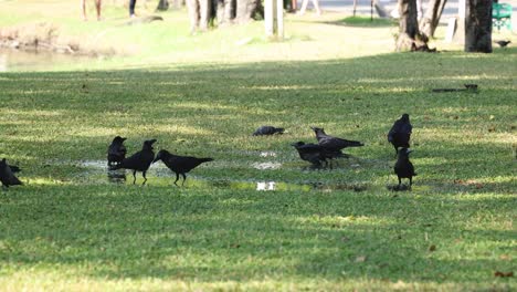 birds walking, foraging on grassy parkland