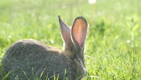 a rabbit in a grassy field
