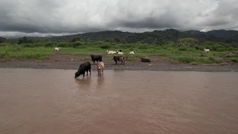 Kühe-Stehen-Im-Fluss-Costa-Rica-Reisen