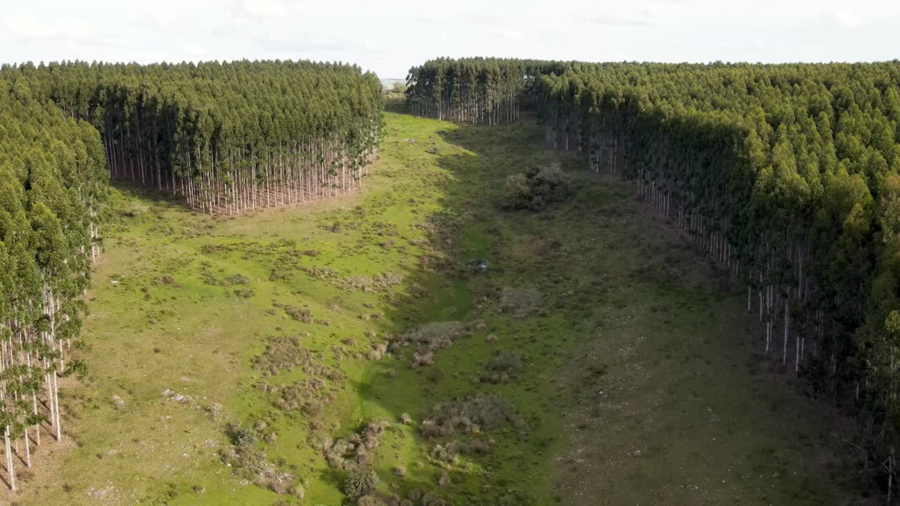 volando sobre un arroyo rodeado de pastizales y bosques de eucaliptos, vista aérea, uruguay