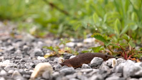 close up shot of a brown slug crawling from the left and exiting the frame on the right