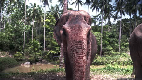 Asian-elephant-eating-palm-leaves-with-trunk-next-to-another-in-jungle