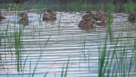 slow motion - flocks of ducks are playing in the water and making water waves