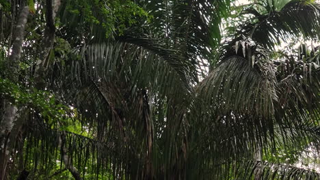 A-Panamanian-White-Faced-Capuchin-climbs-between-trees