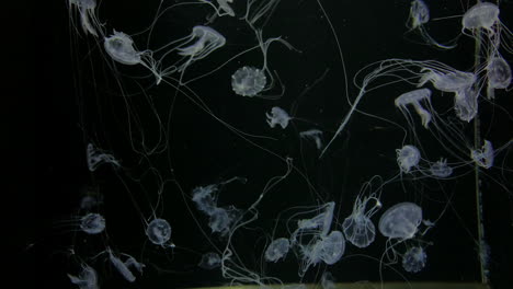 medusas - chrysaora quinquecirrha - muchas pequeñas medusas blancas con largos tentáculos flotan en el agua