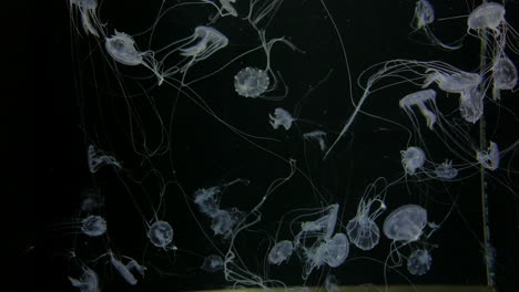 jellyfish - chrysaora quinquecirrha - many small white jellyfish with long tentacles float in the water