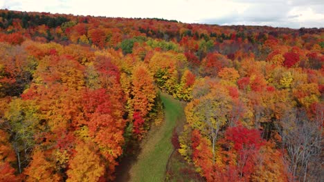 Toma-De-Drones-De-Alta-Velocidad-De-Una-Gran-área-De-Un-Bosque-De-Otoño-Dorado