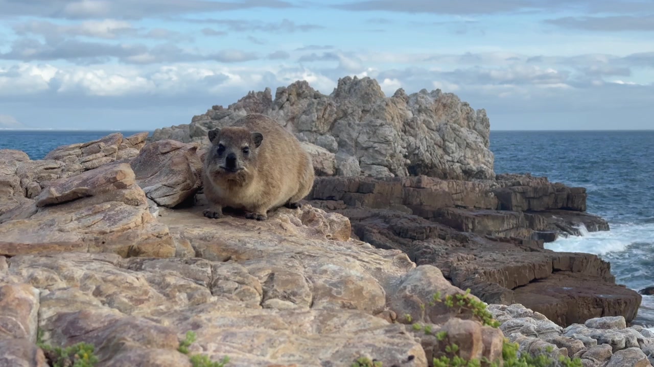 Procavia delle rocce (Procavia capensis) su costa rocciosa a Hermanus, Sudafrica.