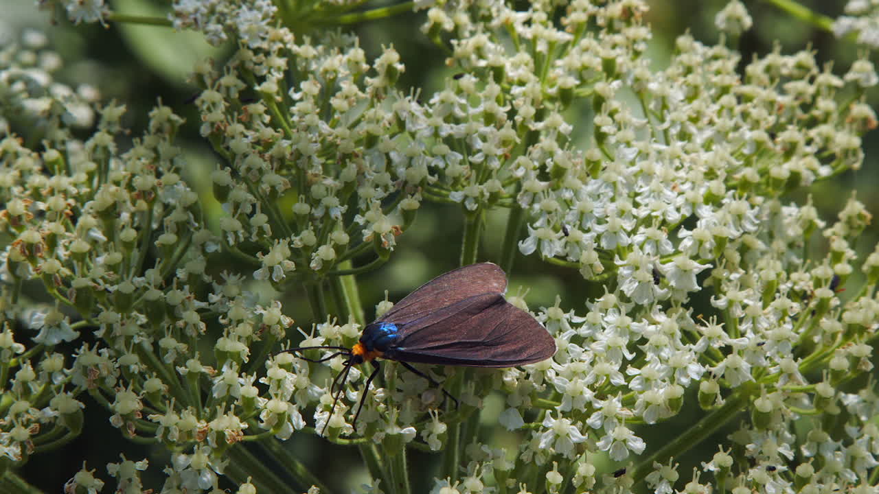 Orange head and iridescent wings of Ctenucha moth on hogweed flower