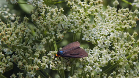 orange head and iridescent wings of ctenucha moth on hogweed flower