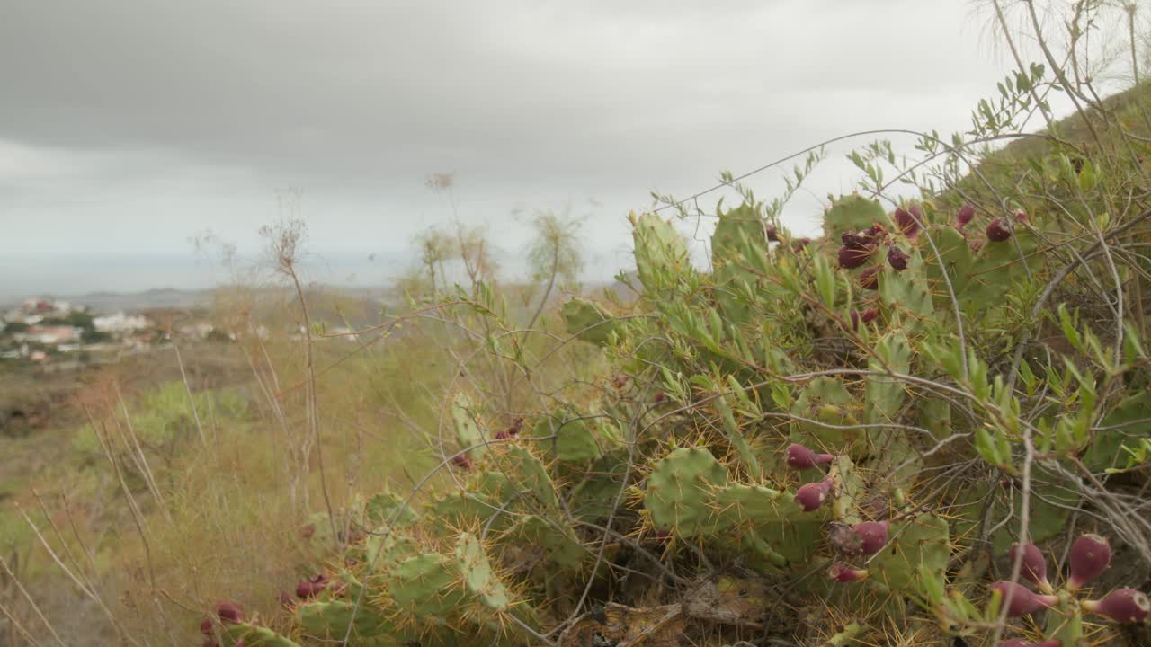 cactus de pera espinosa que crece en la hierba en las montañas en el campo seco de tenerife en primavera, islas canarias, españa
