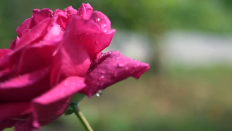 close up on isolated pink rose blossom, blowing in the wind, 4x slow motion 100fps, blurry green garden on the background